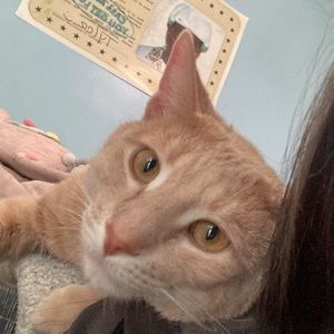 Meet your Posher, Abby